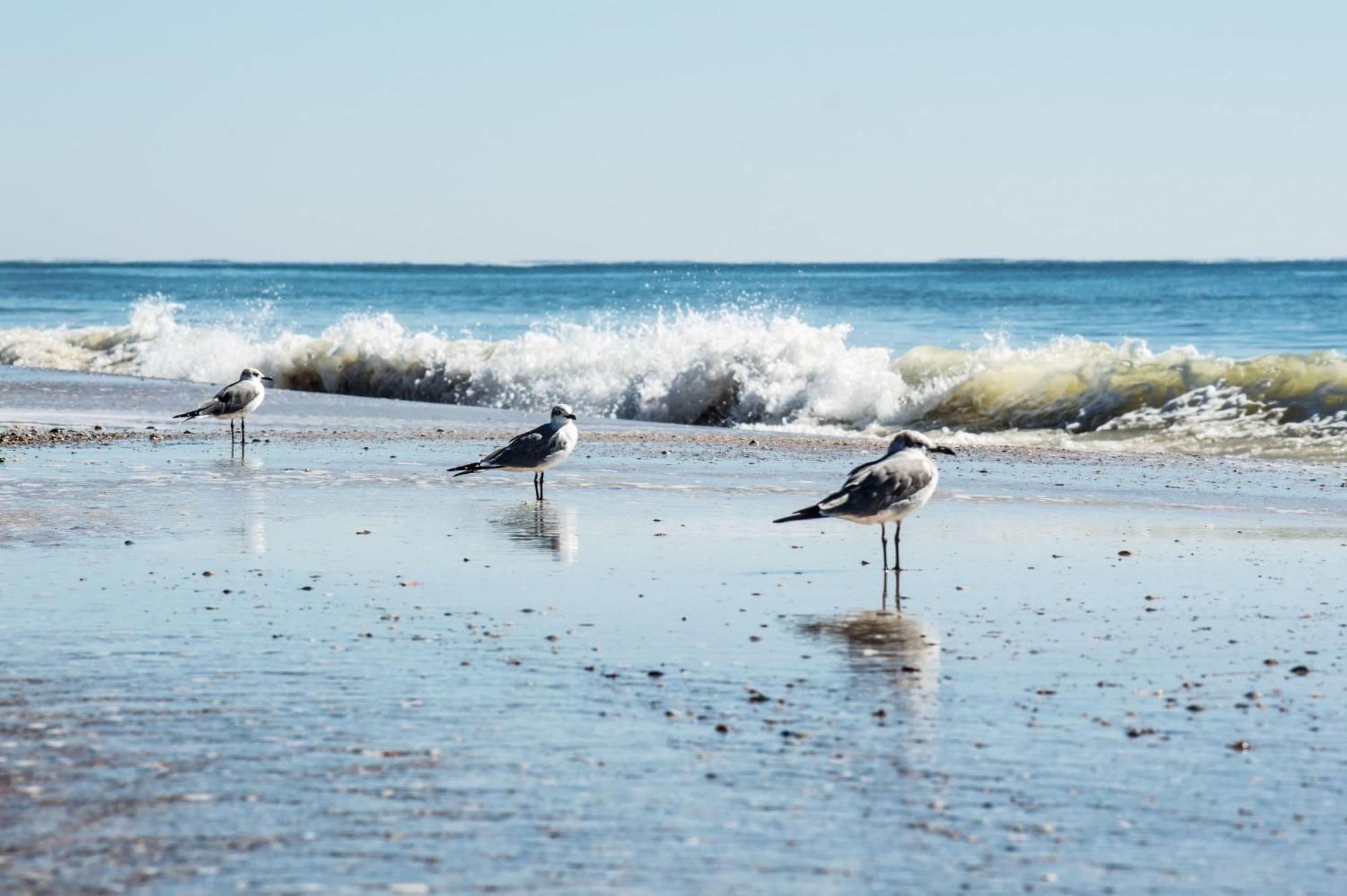 גולף שורז Direct Gulf Views With Deeded Beach Access מראה חיצוני תמונה